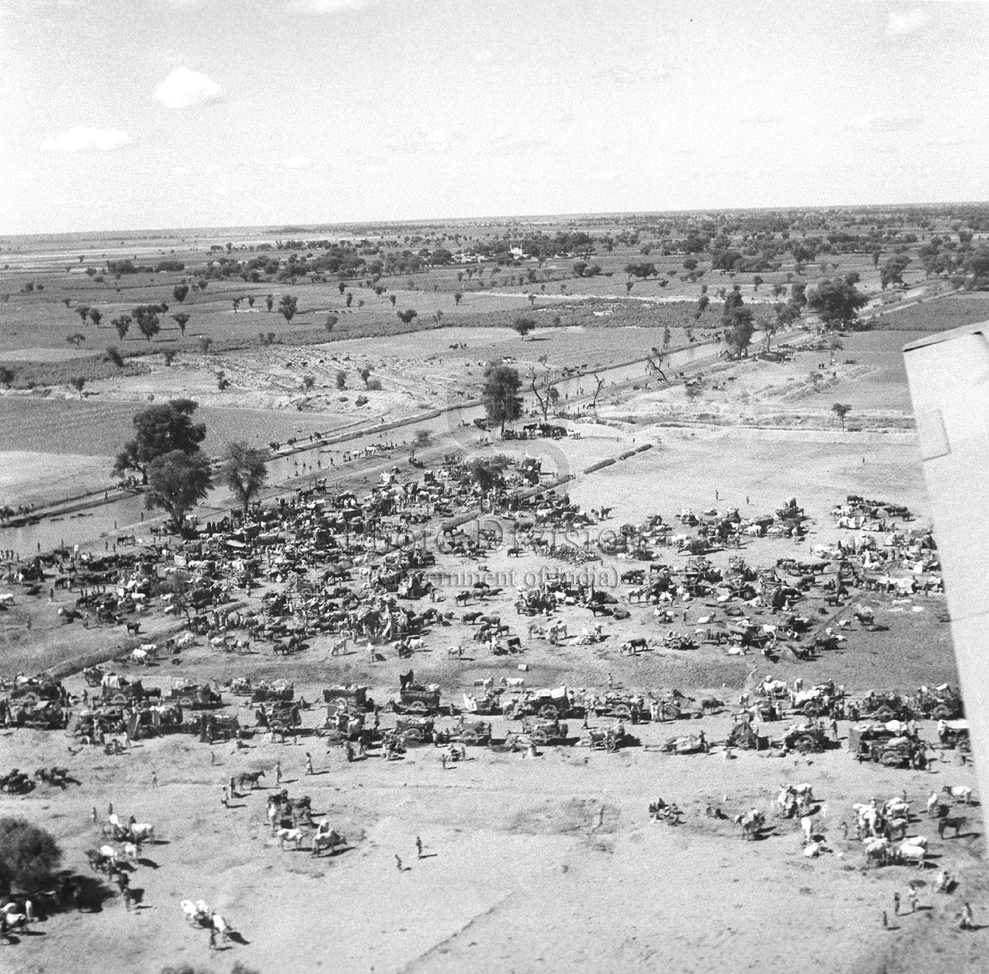 1947'de Batı Pencap'tan yürüyen mülteci kafilesi, kağnı ve sürüleriyle tarlalarda