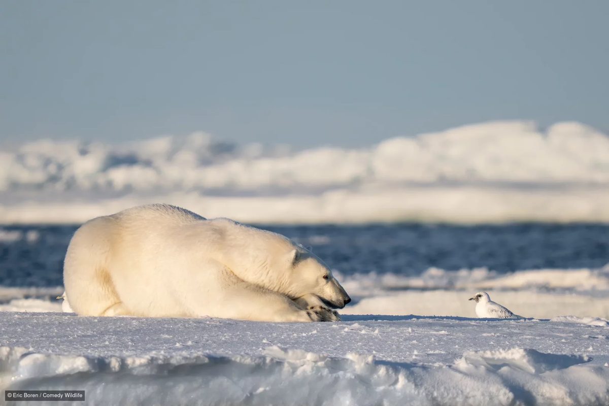 Svalbard'ın kuzeyinde deniz buzunun üstünde uzanmış bir kutup ayısı ve birkaç metre önünde duran beyaz bir fildişi martısı birbirine bakıyor