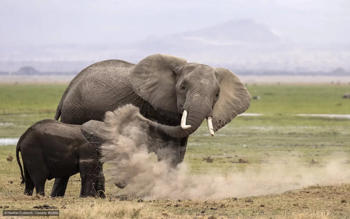 Amboseli'de yaşlı bir dişi fil hortumuyla yavru filin yüzüne toz savuruyor, yavru gözlerini kısmış