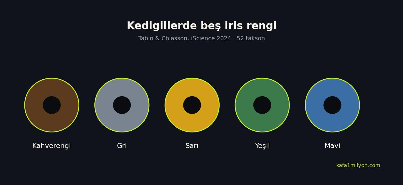 Kedigillerde beş iris rengini gösteren bilgi grafiği: kahverengi, gri, sarı, yeşil, mavi