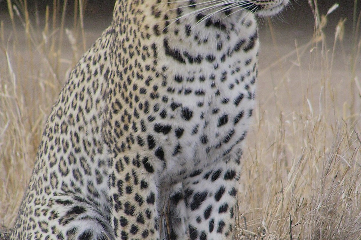 Afrika leoparının yakından yüz portresi, noktalı kürk ve dikkatli bakış