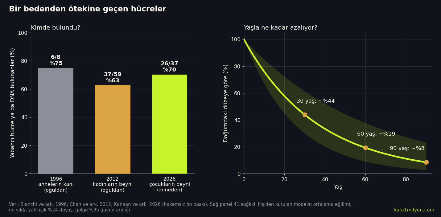 İki panelli grafik. Solda üç çalışmada yabancı hücre ya da DNA bulunanların oranı: 1996'da annelerin kanında 8'de 6, 2012'de kadınların beyninde 59'da 37, 2026'da çocukların beyninde 37'de 26. Sağda yabancı hücre oranının yaşla düştüğünü gösteren eğri: 30 yaşta doğumdaki düzeyin yaklaşık yüzde 44'ü, 60 yaşta yüzde 19'u, 90 yaşta yüzde 8'i