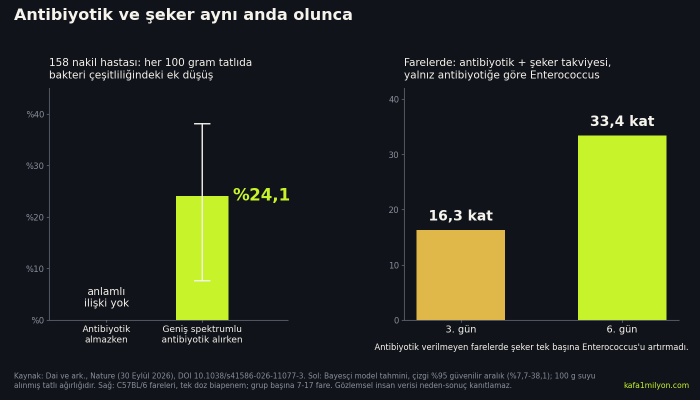 İki panelli grafik: solda antibiyotik alırken her 100 gram tatlıda bakteri çeşitliliğinde yüzde 24,1 ek düşüş, sağda farelerde şeker takviyesiyle Enterococcus artışının 3. günde 16,3, 6. günde 33,4 kat büyümesi