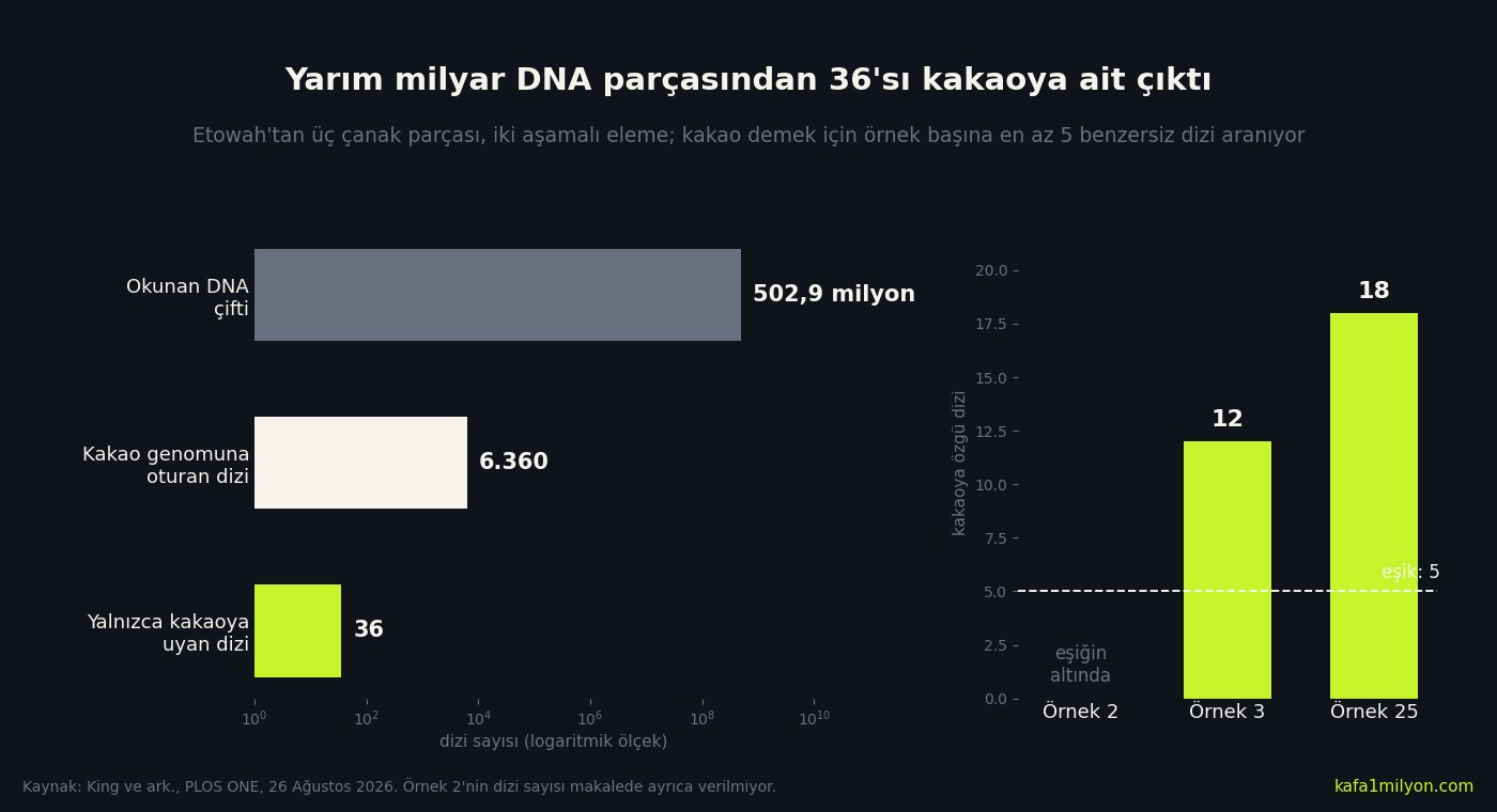 İki panelli grafik: solda 502,9 milyon okuma çiftinden 6.360 dizinin kakao genomuna oturduğu, 36 dizinin yalnızca kakaoya uyduğu logaritmik çubuklar; sağda Örnek 3'te 12, Örnek 25'te 18 kakao dizisi ve 5'lik eşik çizgisi