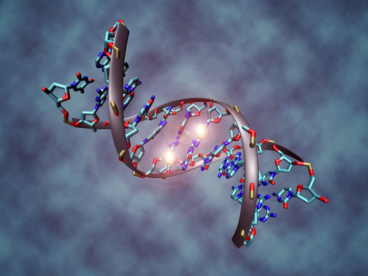 Çift sarmal DNA'da metillenmiş sitosin bölgelerinin kristal yapı görüntüsü