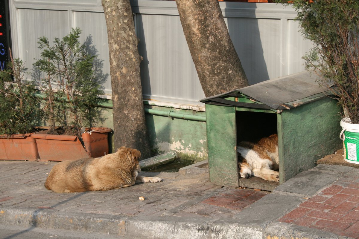 İstanbul'da kaldırımda yatan sarı bir sokak köpeği ve yanındaki yeşil tahta kulübede uyuyan ikinci bir köpek