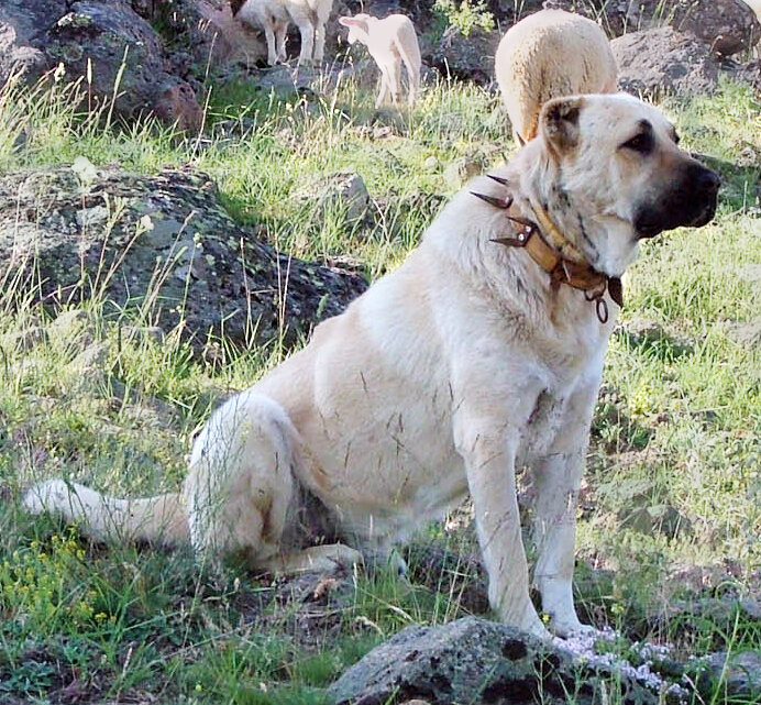 Kayalık bir otlakta, arkasında koyunlar varken oturan, açık bej tüylü, yüzü siyah maskeli, dikenli tasma takmış iri bir Kangal çoban köpeği