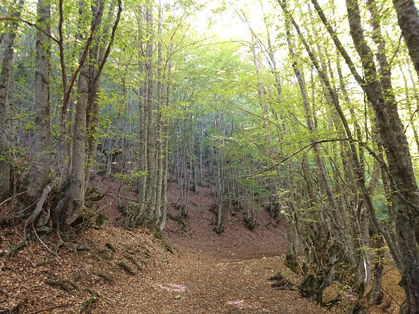 Abant trekking parkuru