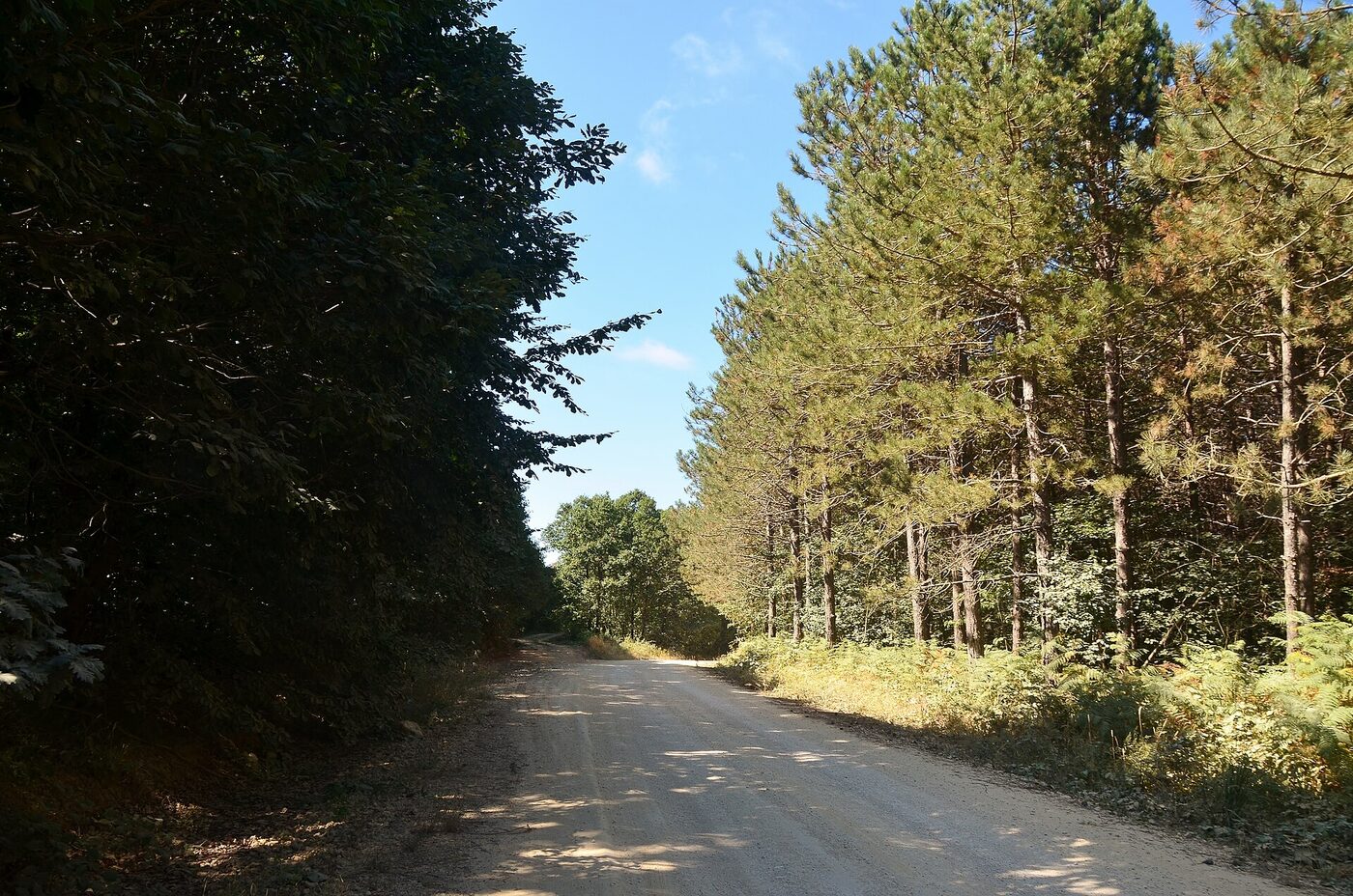 Çilingoz Tabiat Parkı'ndaki uzun gövdeli ağaçlar ve aralarından geçen yol