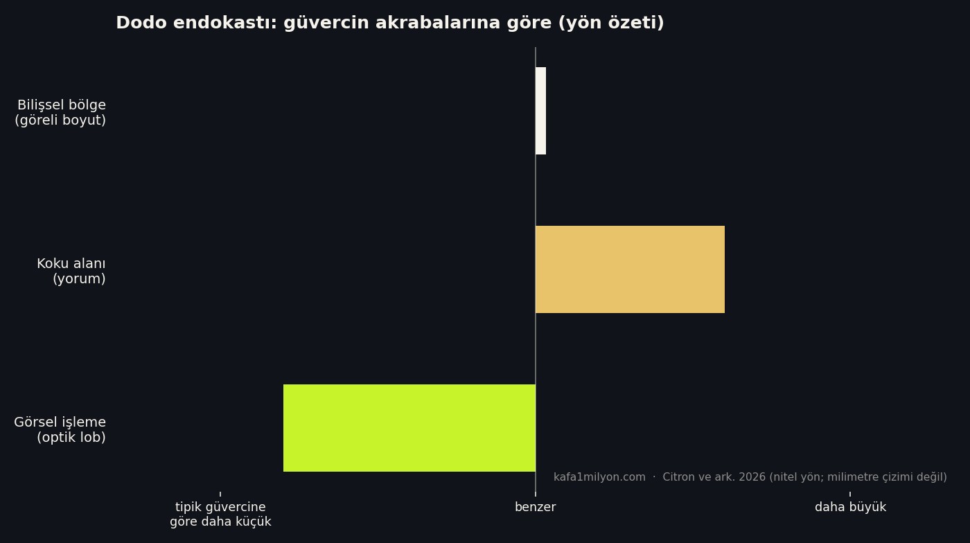 Dodo endokastında optik lob, koku alanı ve bilişsel bölgenin güvercine göre yön özeti