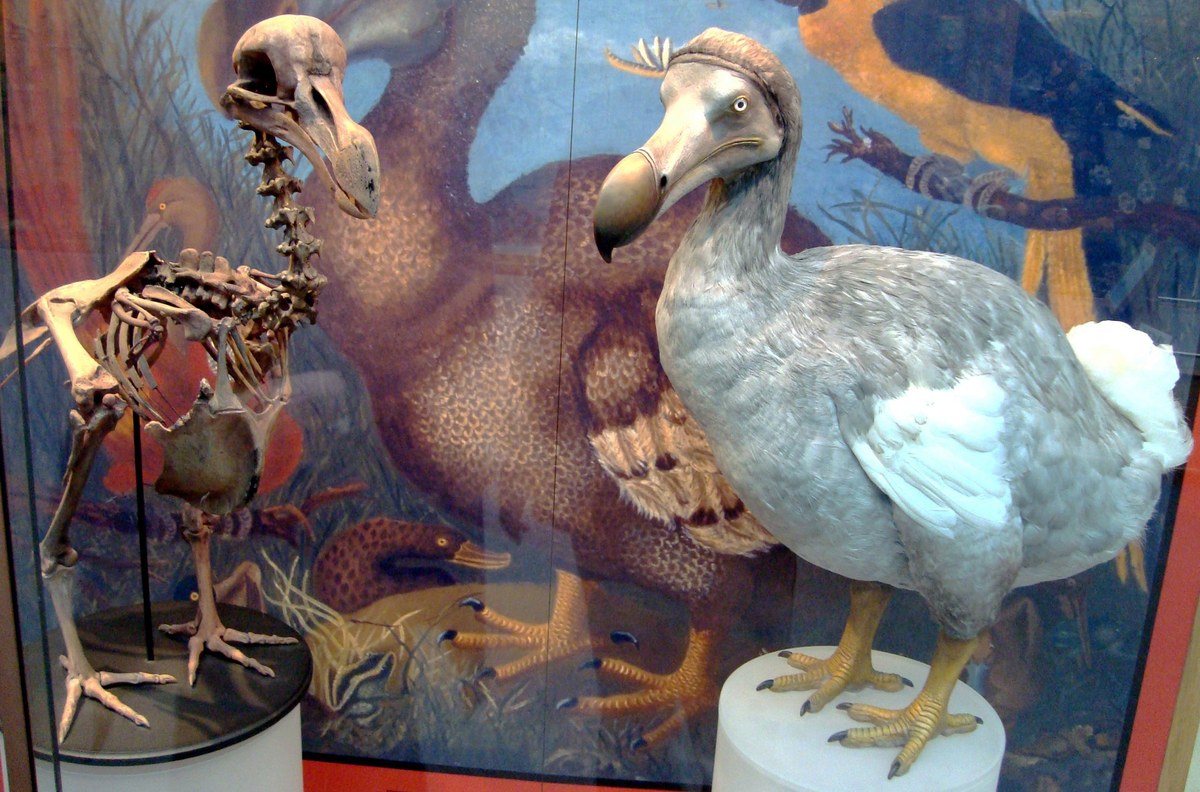 Oxford Doğa Tarihi Müzesi'nde dodo modeli ve kafatası kopyası