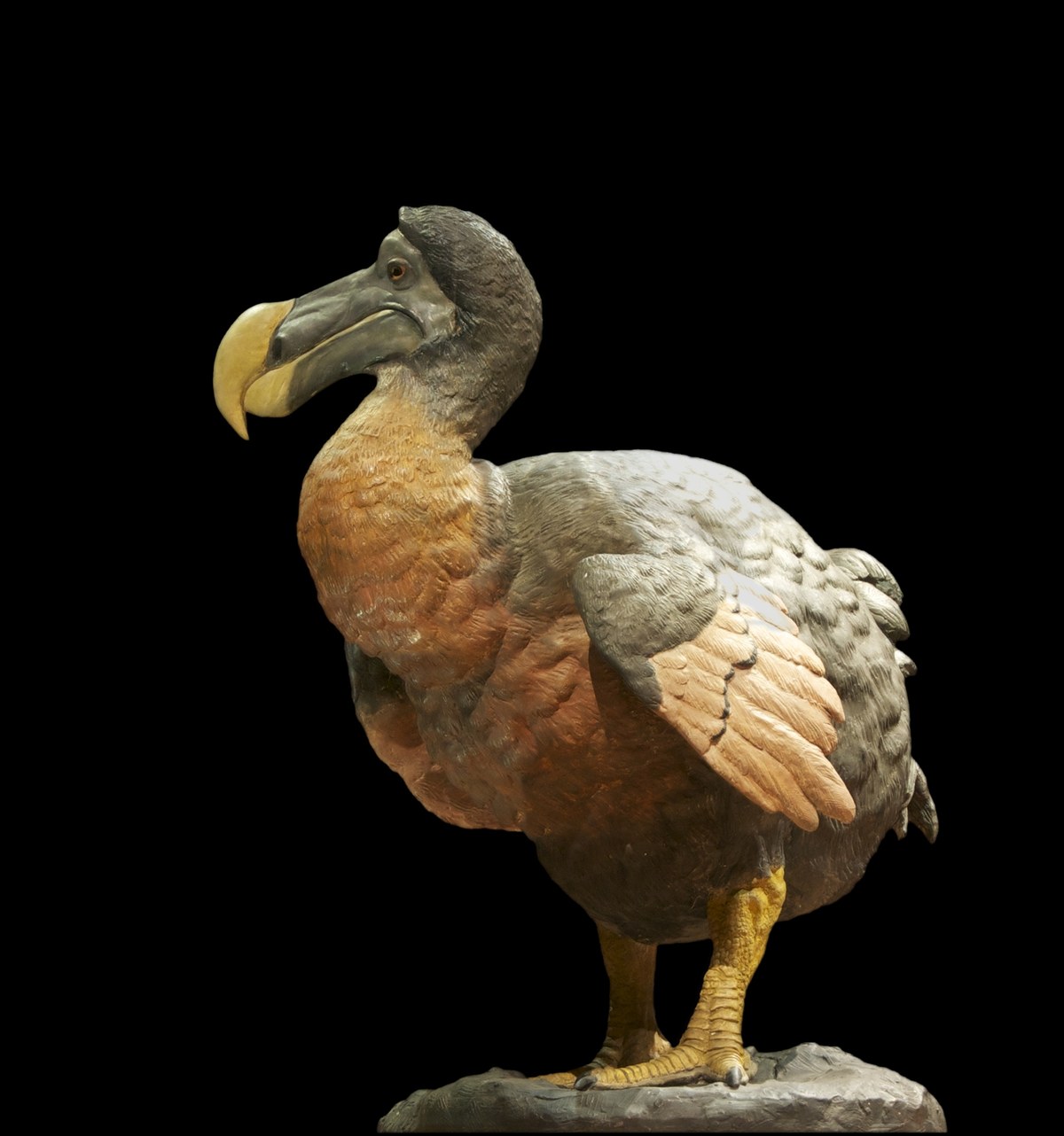 Dodo kuşunun müzedeki rekonstrüksiyon modeli