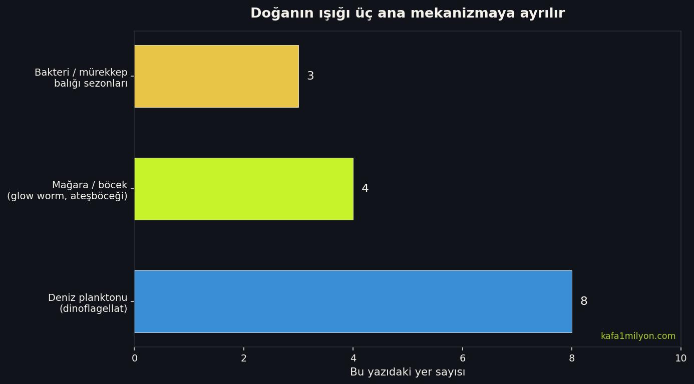 Biyolüminesansın üç ana mekanizması: deniz planktonu, mağara ve böcek, bakteri ile mürekkepbalığı sezonları
