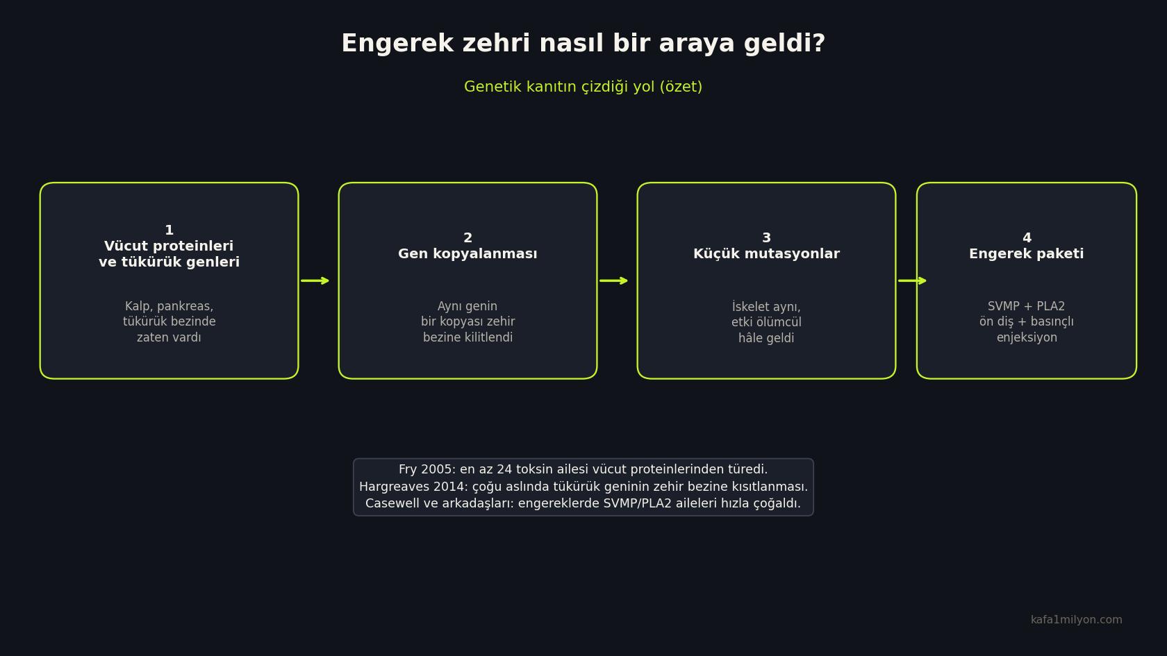 Dört adımlı grafik: vücut ve tükürük proteinleri, gen kopyalanması, küçük mutasyonlar, engerek zehir paketi