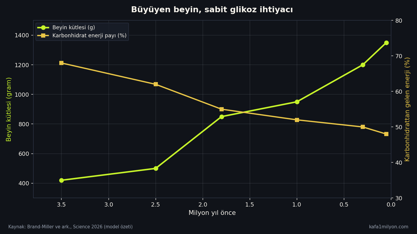 Beyin kütlesi büyürken karbonhidrat enerji payının yüksek kaldığını gösteren grafik
