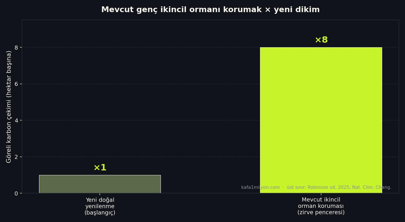 İki sütunlu grafik: yeni yenilenme bir birim, mevcut ikincil orman koruması sekiz birim göreli karbon çekimi