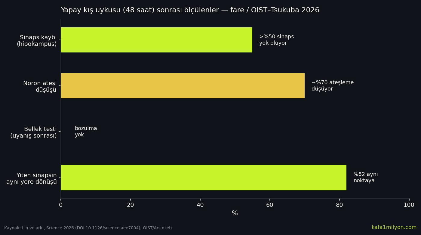 Yapay kış uykusunda sinaps kaybı, ateşleme düşüşü ve bellek korunumu grafiği