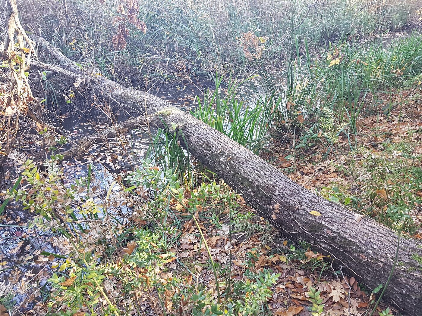 Longozda yaprakların ve çalıların arasına devrilmiş uzun ağaç gövdesi