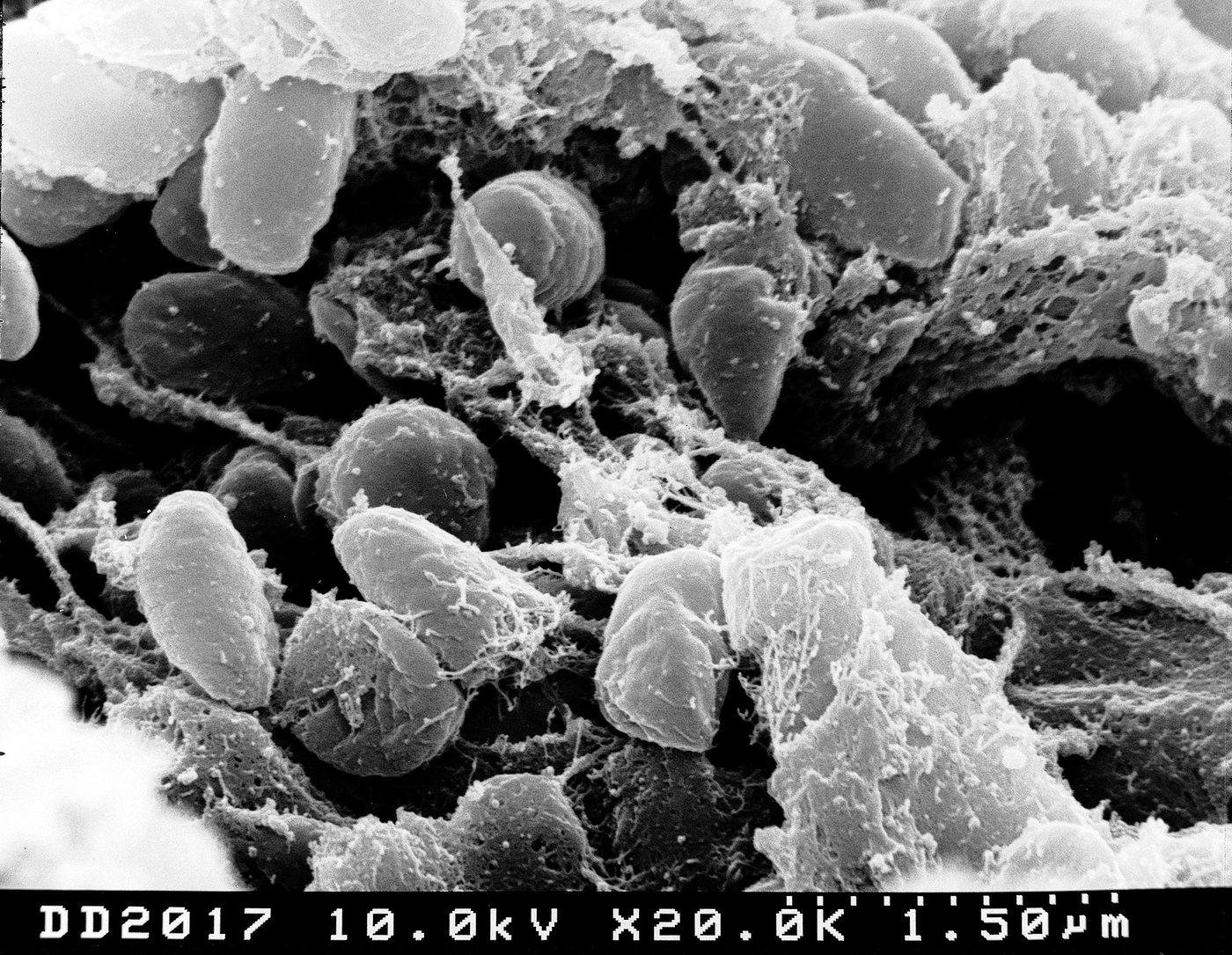 Taramalı elektron mikroskobunda bir pirenin sindirim kanalındaki Yersinia pestis bakteri kümesi