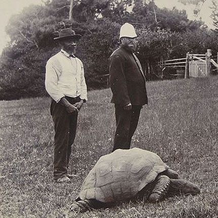 Siyah beyaz eski fotoğrafta Plantation House bahçesindeki çimlerde yürüyen dev kaplumbağa Jonathan ve arkasında ayakta duran iki adam