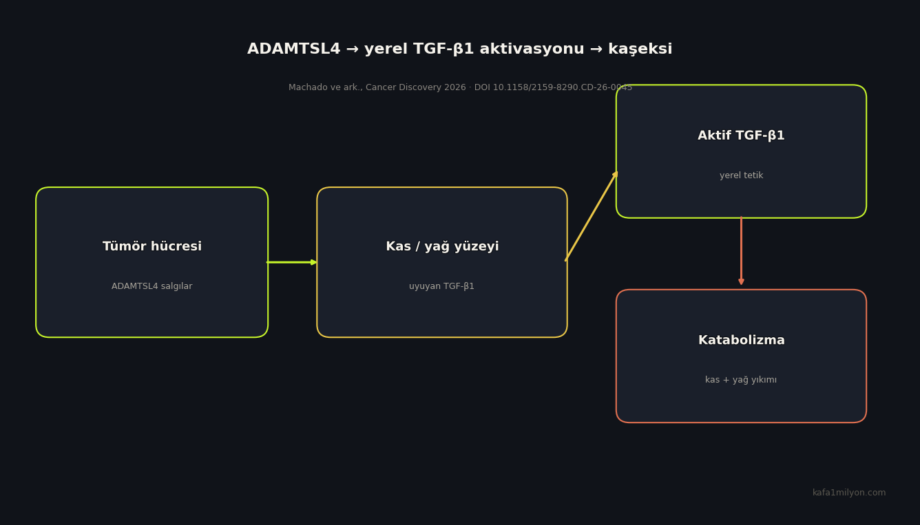 ADAMTSL4'ün tümörden kas ve yağ yüzeyine, TGF-β1 aktivasyonuna ve katabolizmaya uzanan şeması