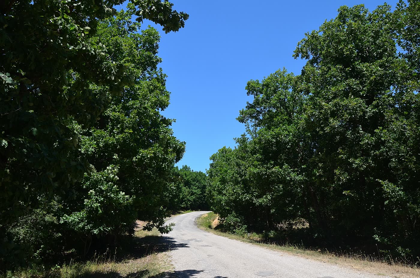Istranca ormanlarında ağaçların arasından geçen toprak yol