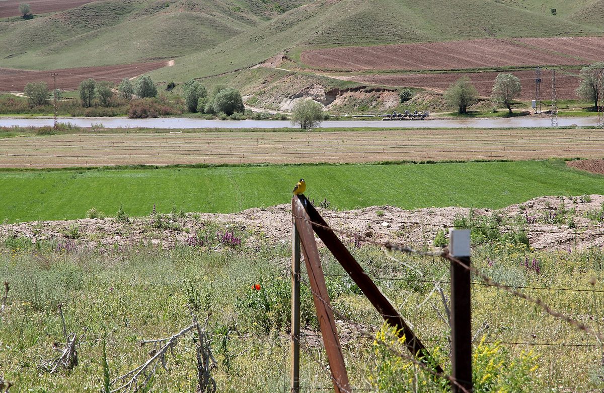 Kayalıpınar höyüğünden güneye bakış: önde kır çiçekleri ve tel çit, çitin direğinde sarı bir kuş; ortada ekili tarlalar, arkada Kızılırmak ve yamaçlarda sürülmüş tarlalar