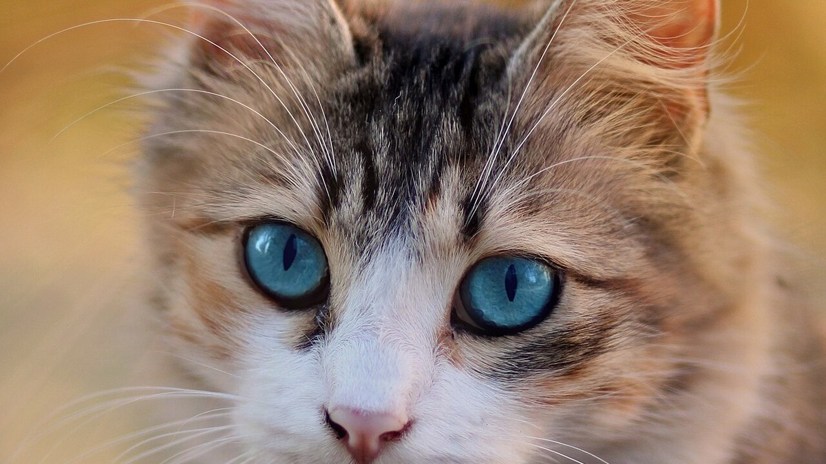 Mavi gözlü tekir kedi, doğrudan kameraya bakıyor