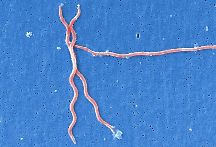 Borrelia burgdorferi bakterisinin tarama elektron mikroskobu görüntüsü