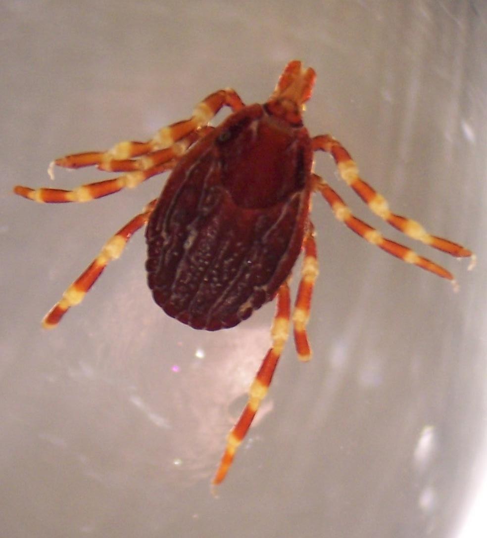 Hyalomma marginatum kenesi, Türkiye'de KKKA bağlamında bilinen cins