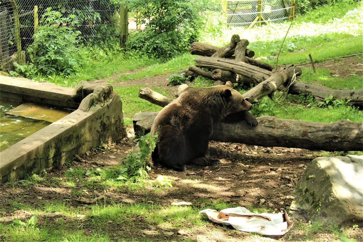 Kahverengi ayı (Ursus arctos), temsili