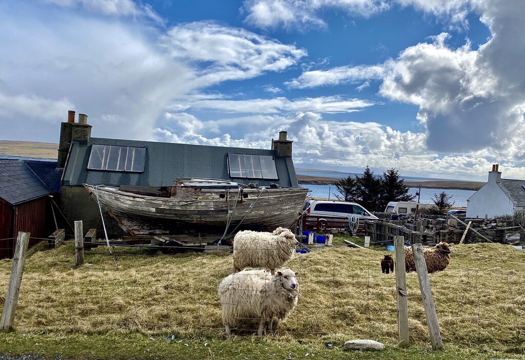 Shetland'ın Yell adasında, kıyıya çekilmiş eski ahşap bir teknenin önünde otlayan koyunlar ve beyaz badanalı taş evler