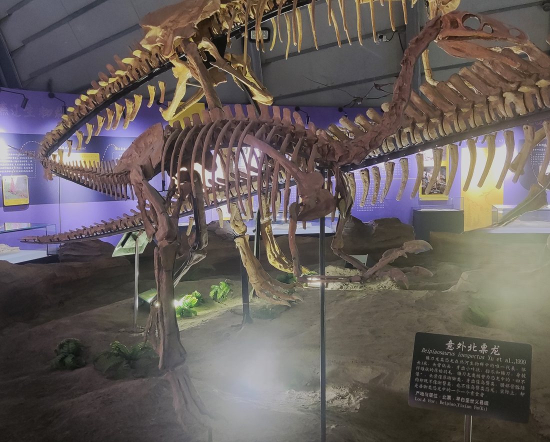 Liaoning Paleontoloji Müzesi'nde sergilenen Beipiaosaurus iskeleti; iki ayağı üzerinde duruyor, uzun boyunlu, kolları öne uzanmış, önünde Çince ve İngilizce tanıtım levhası