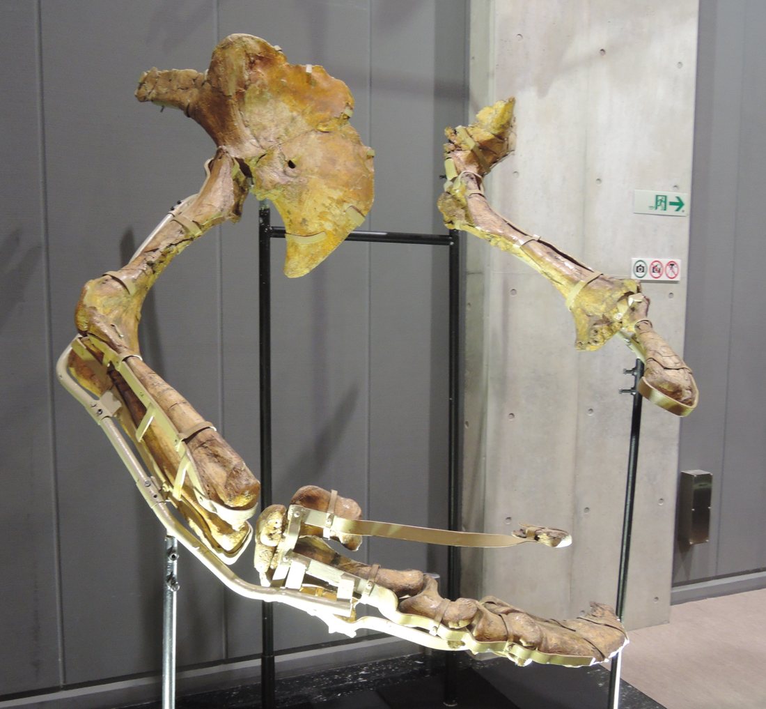 Müze sergisinde metal destek üzerinde duran Therizinosaurus'un iki kolu: omuz kemikleri, uzun kol kemikleri ve uçta uzun, kıvrık pençe kemikleri