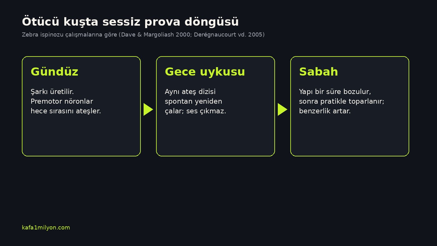 Gündüz şarkı, gece sessiz yeniden oynatma ve sabah toparlanma döngüsünü gösteren bilgi grafiği