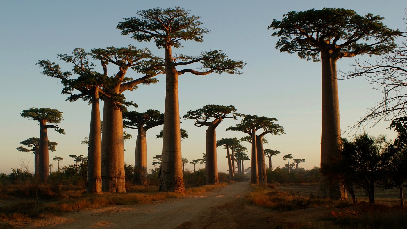 Menabe bölgesinde, Morondava yakınında baobab ağaçları