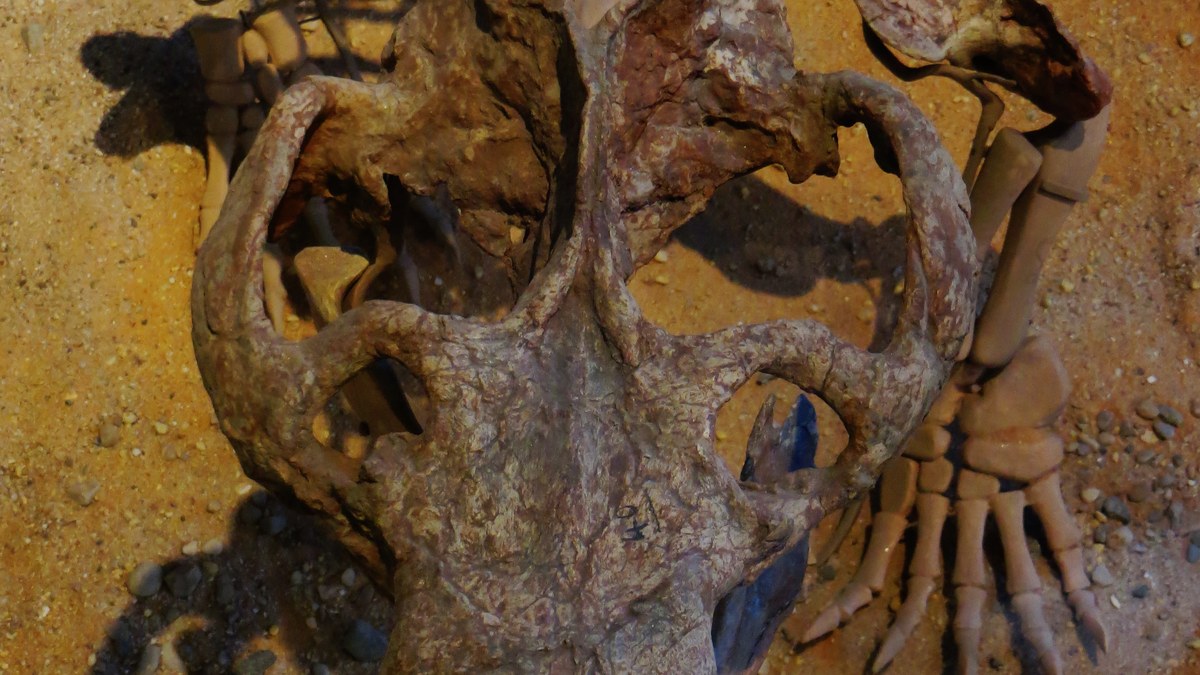 Chiniquodon theotonicus kafatası fosili, Tübingen Paleontoloji Müzesi