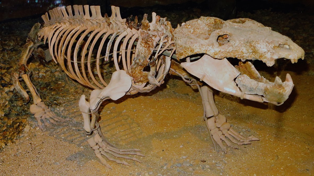 Chiniquodon theotonicus iskelet fosili, Tübingen Paleontoloji Müzesi