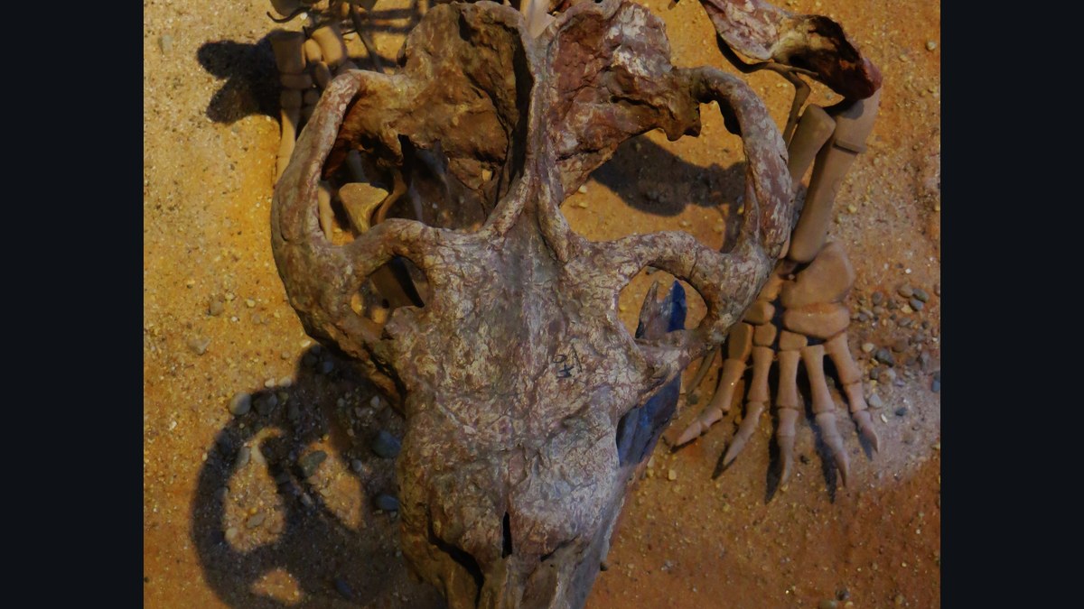 Chiniquodon theotonicus kafatası fosili, Tübingen Paleontoloji Müzesi koleksiyonundan