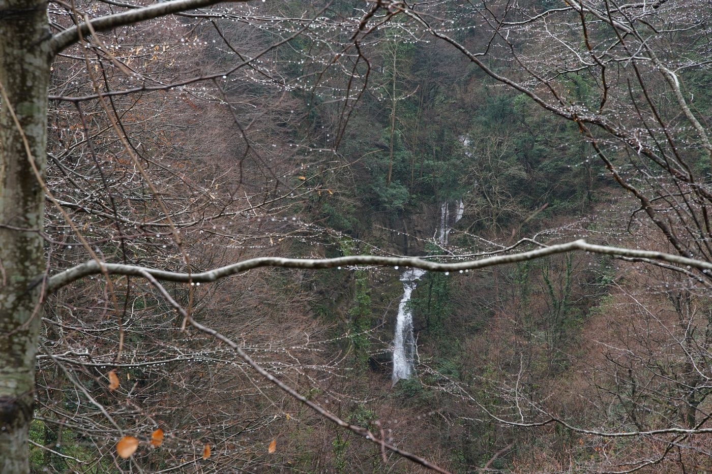 Beşkayalar Tabiat Parkı orman