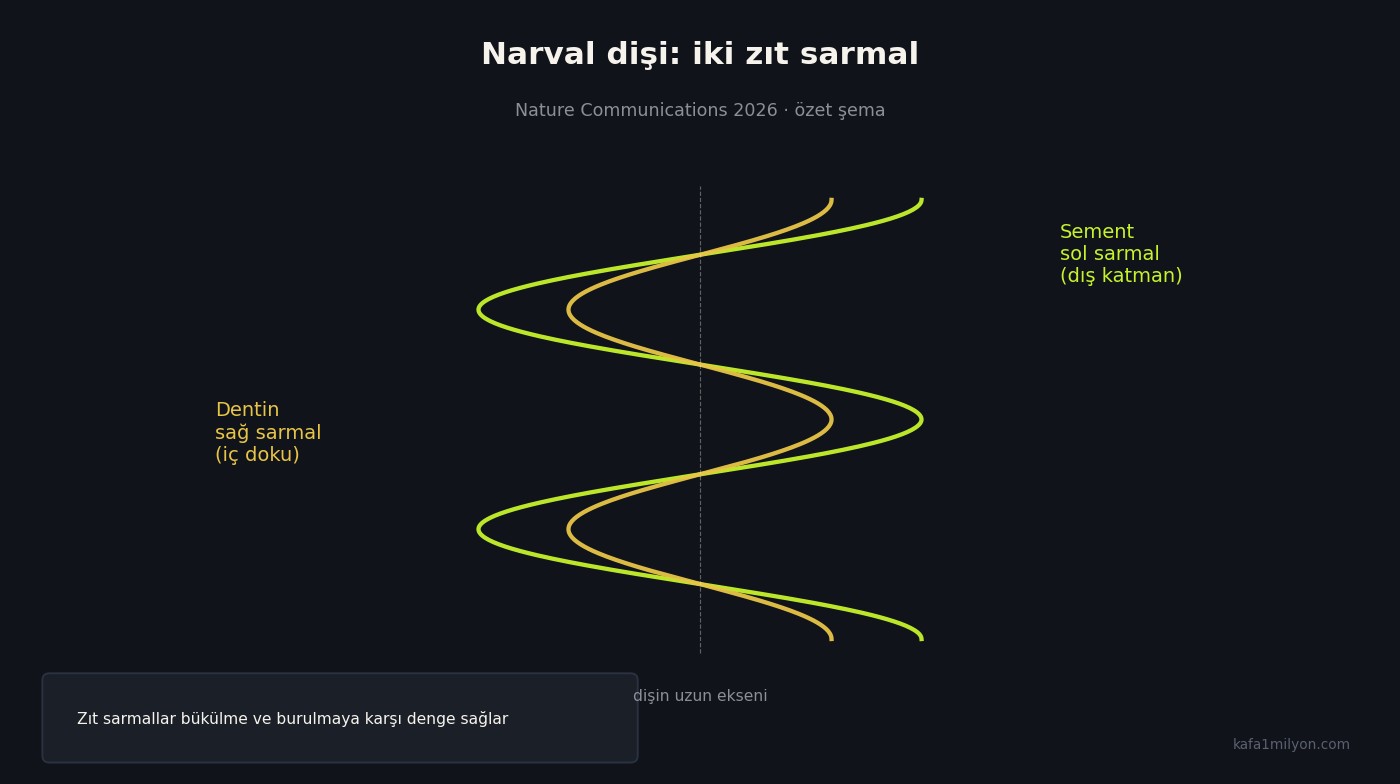 Narval dişinde dış sol ve iç sağ sarmalı gösteren şema