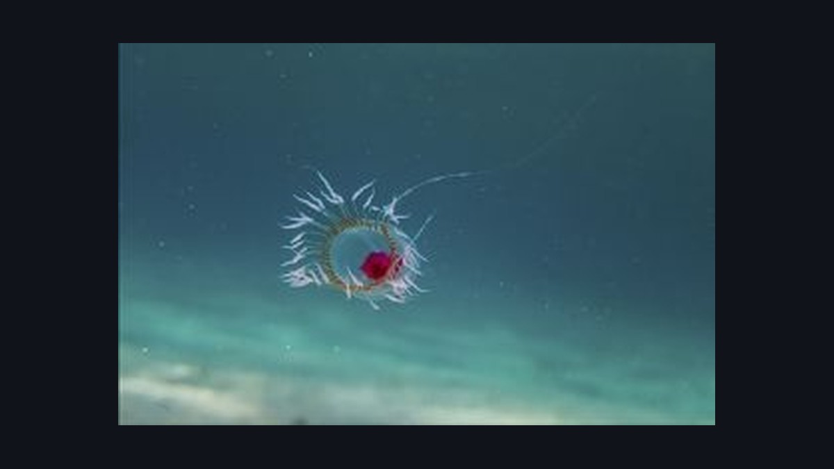 Turritopsis dohrnii meduzasının mikroskopik görünümü