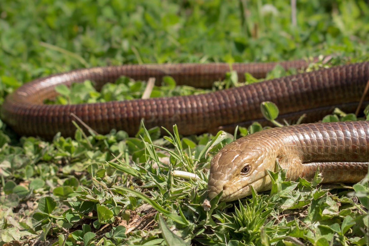 Avrupa cam kertenkelesi Pseudopus apodus