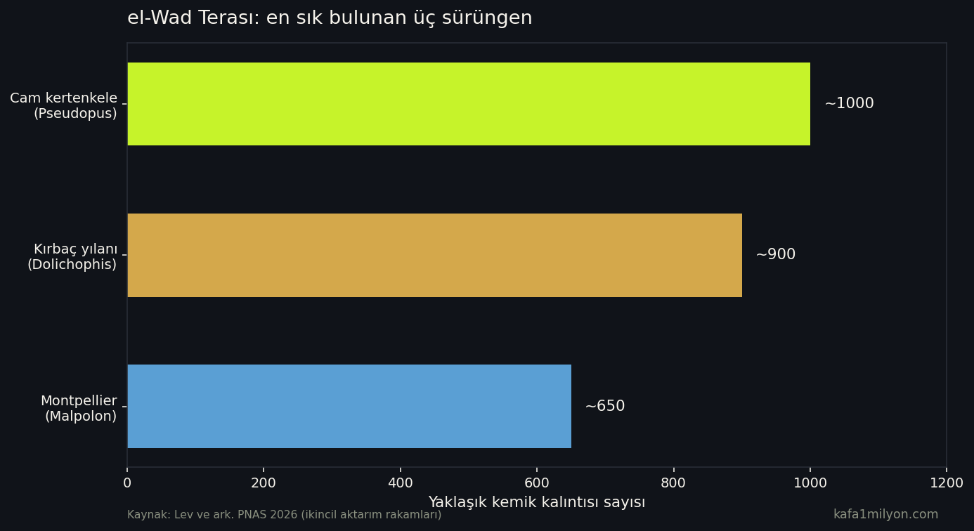 el-Wad'da en sık üç sürüngen türünün yaklaşık kemik sayıları