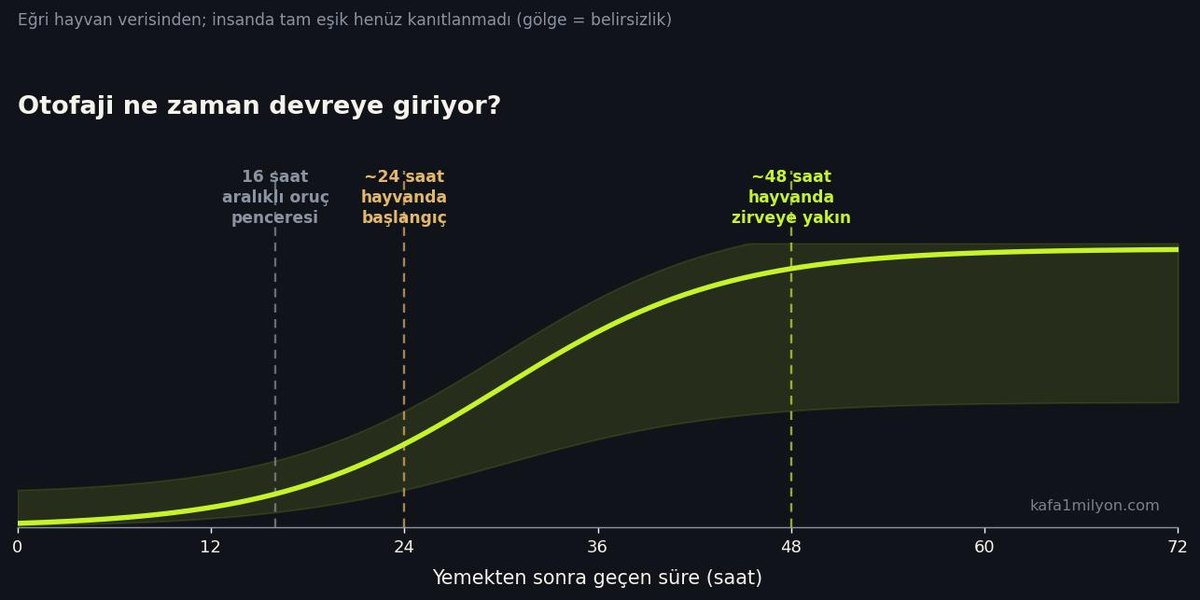 Aç kalma süresine göre otofaji eğrisi; insandaki belirsizlik gölge bantla gösteriliyor