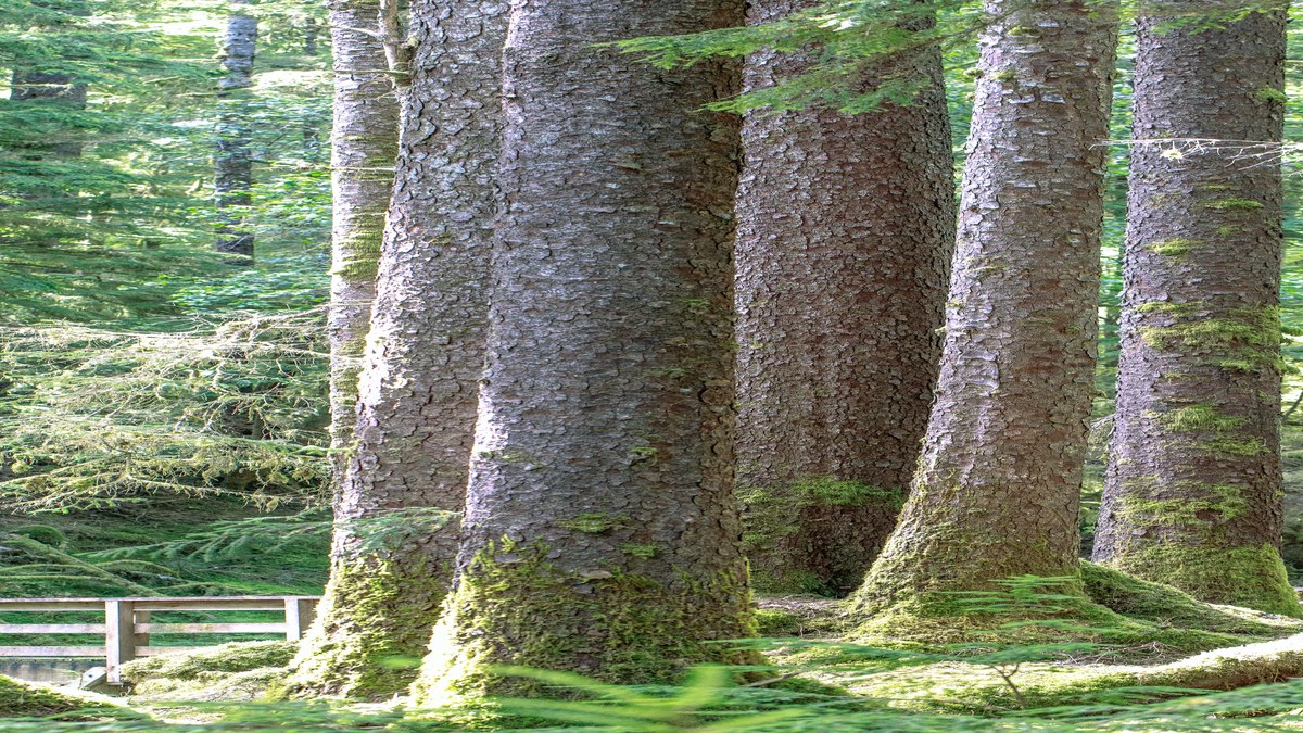 Haida Gwaii'de yaşlı orman ağaçları