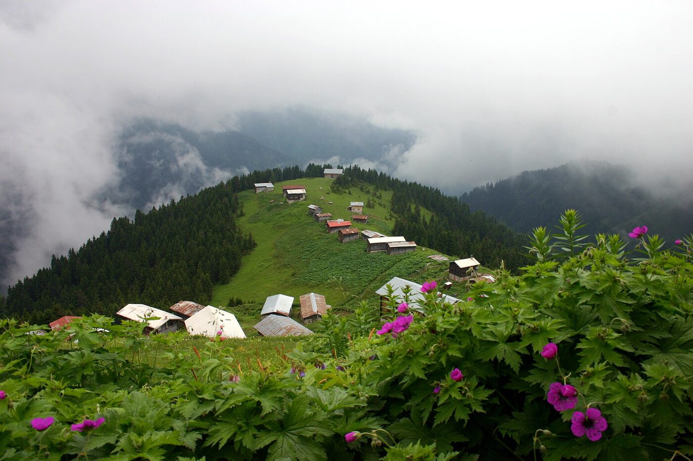 Pokut sırtında mor çiçekler ve sisli vadideki yayla evleri
