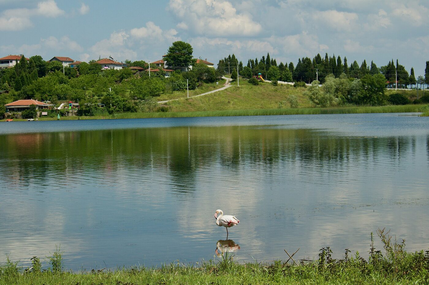 Poyrazlar Gölü'nün sığ kıyısında tek başına duran bir flamingo