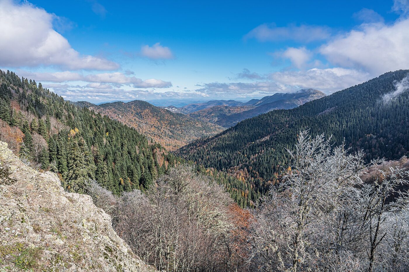 Yedigöller orman yolu