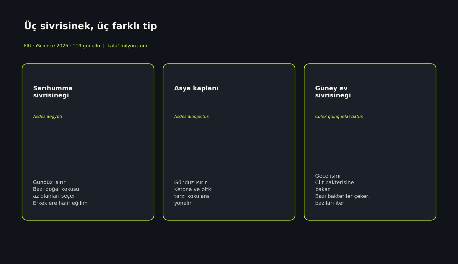 Üç sivrisinek türünün farklı koku ve bakteri tercihlerini gösteren bilgi grafiği